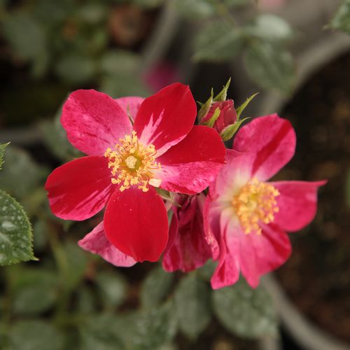 Rosa Ruby™ - roșu - Trandafir copac cu trunchi înalt - cu flori mărunți - coroană compactă